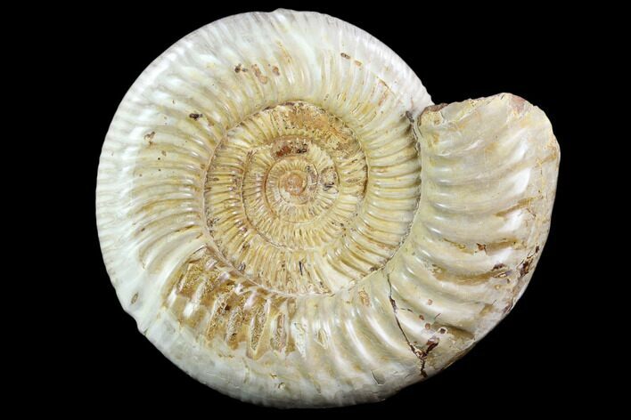 Polished Jurassic Ammonite (Perisphinctes) - Madagascar #123292